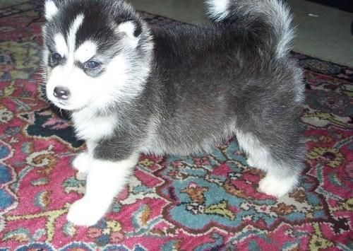 Adorabili cuccioli di siberian husky femminucce e maschietti disponibili per l'adozione