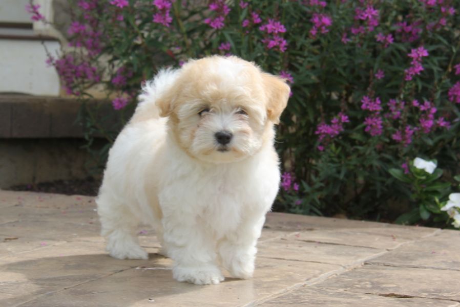 Regalo adorabili cuccioli  coton de tulear