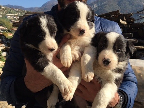 Cucciola di border collie