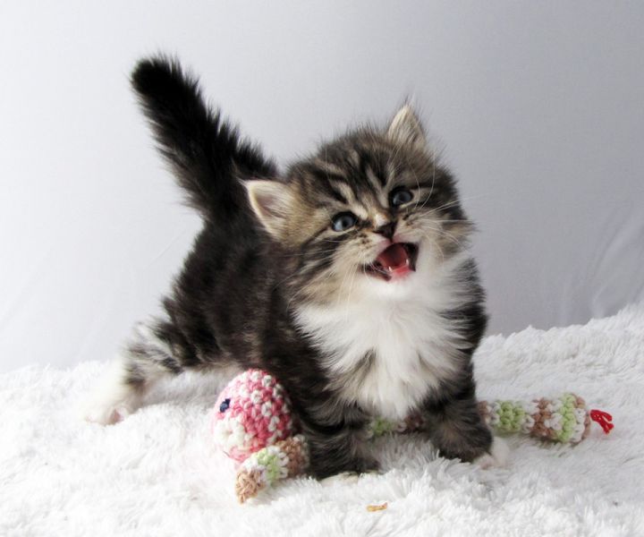 4 Gattino siberiano neva masquerade