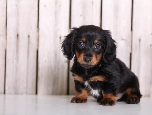 Regalo adorabili cuccioli  bassotto femminucce e maschietti disponibili