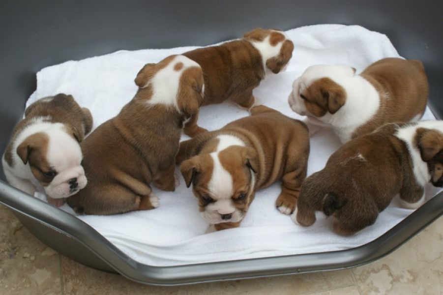 Regalo Bulldog inglese cuccioli disponibili