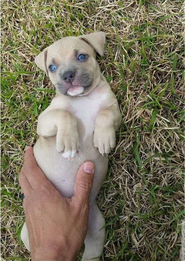 Regalo Cuccioli pitbull Disponibili bellissimi cuccioli di pitbull, genitori visibili, i cuccioli so