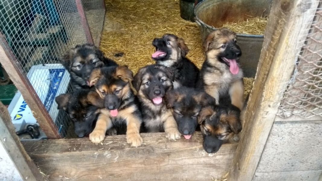 REGALO Cuccioli pastore tedesco