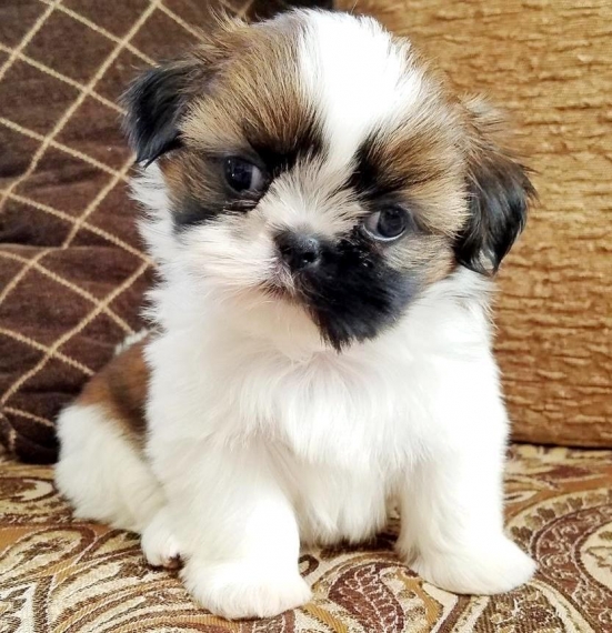 REGALO Cuccioli Shih Tzu