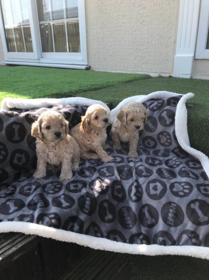 Regalo Coker Spaniel cuccioli tutti miei nati in casa da genitori sempre di mia propriet� e tranquil