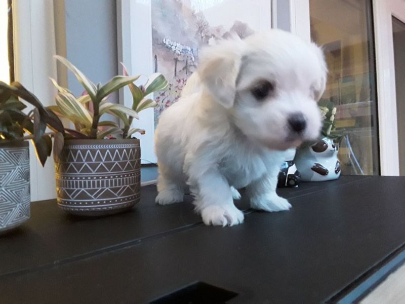 Regalo Cuccioli maltesi disponibili