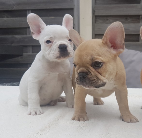 REGALO Cuccioli di Bulldog Francese