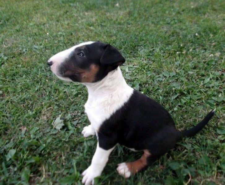 Molto bella e sani cuccioli di miniature bull terrier per adozione maschi e femmine disponibili (gra