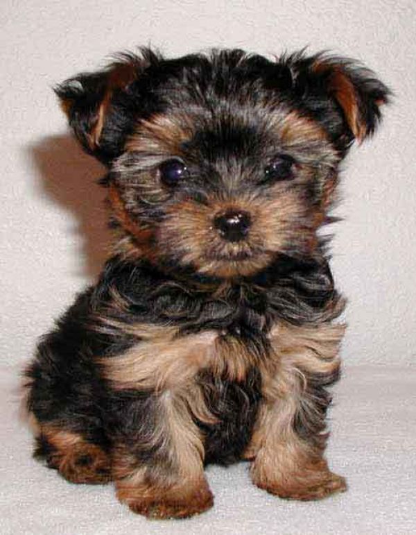 Adorabili cuccioli di yorkshire femminucce e maschietti disponibili per l'adozione