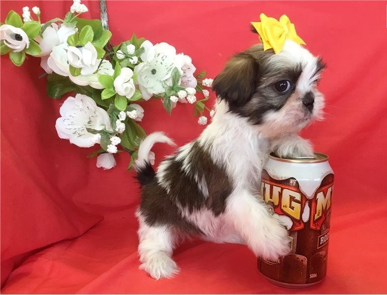 Shih Tzu cuccioli introvabili cuccioli di Shih Tzu intelligenti e dolcissimi attaccati al padrone Cu