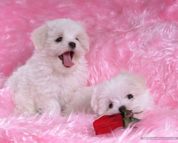 Adorabili cuccioli maltesi eccezionali