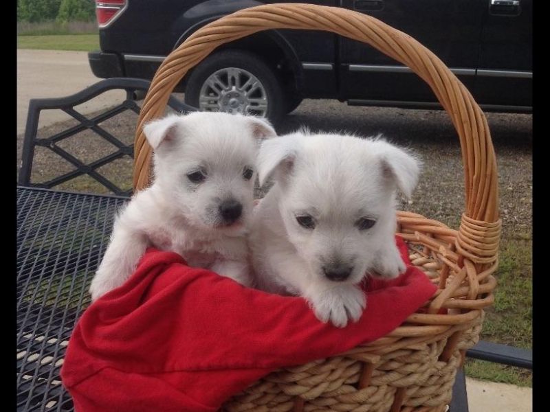 Attivo e indipendente cuccioli di West Highland Bianca Terrier