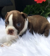 REGALO Cuccioli Boston terrier Maschio e Femmina