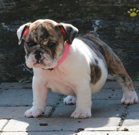 Bulldog inglese pedigree ENCI