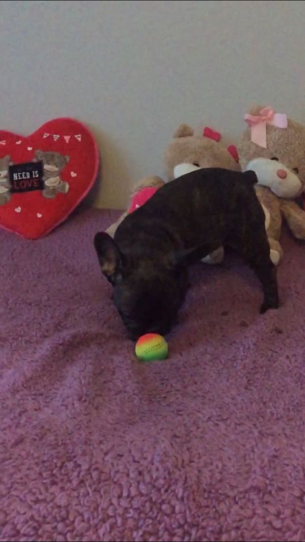 Abbiamo  splendidi cuccioli di Bouledogue Francese