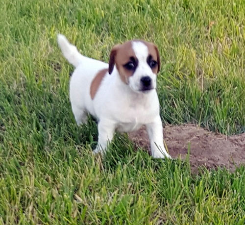 Molto bella e sani  cuccioli di jack russel   per adozione maschi e femmine disponibili (gratis) 