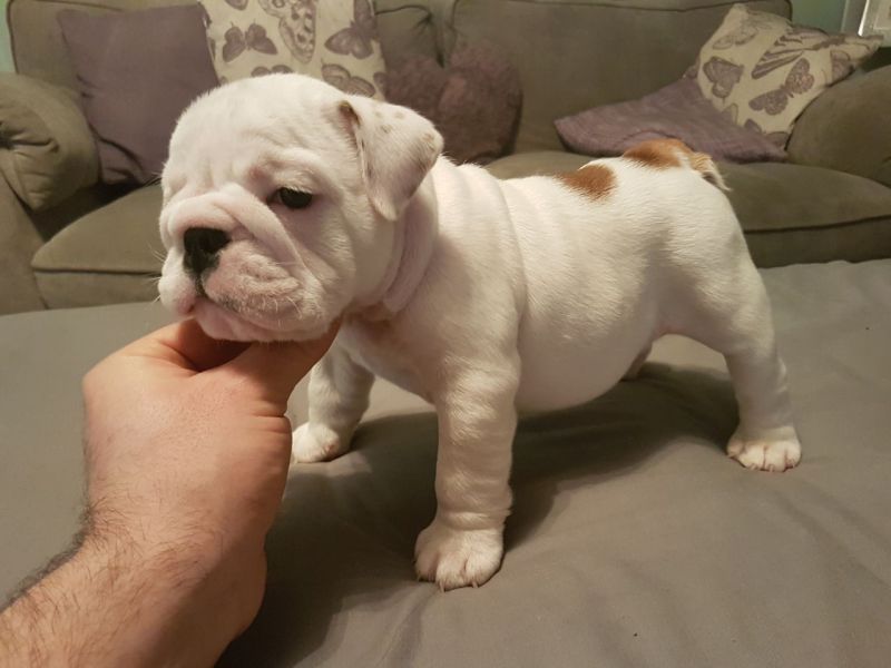 Bella Bulldog inglese cuccioli