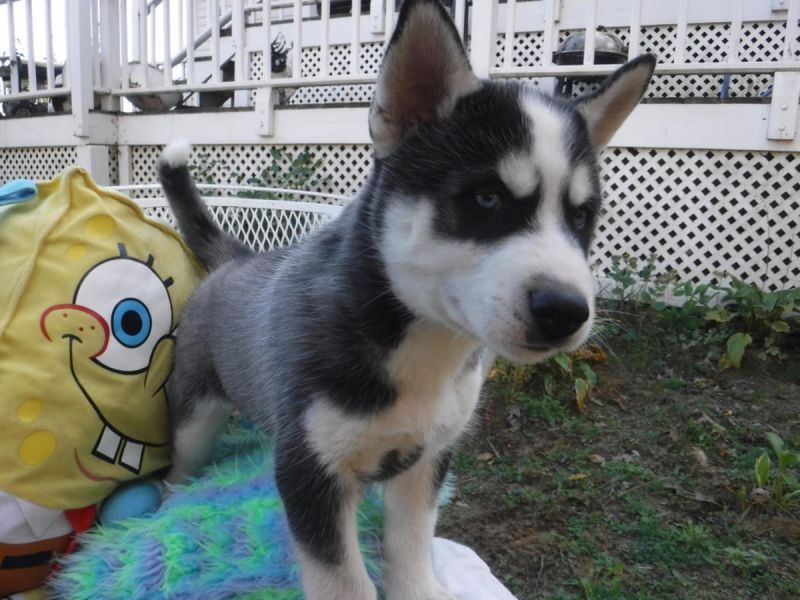 Regalo cuccioli di Siberian Husky