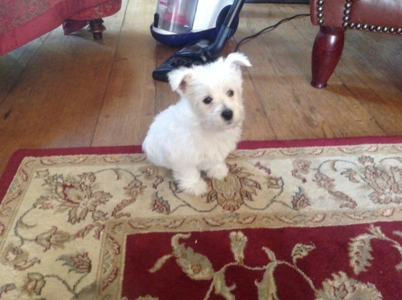 AKC West Highland White Terrier