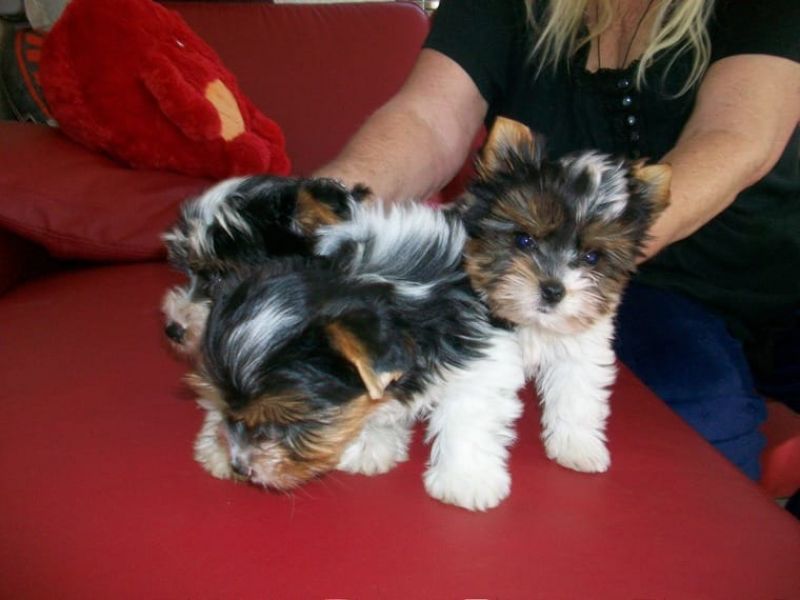 Regalo....Yorkshire terrier