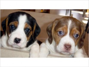  regalo cuccioli di beagle disponibili per l'adozione