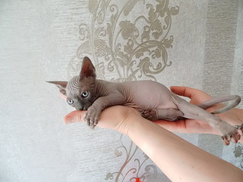 Gattini di Sphynx   ( per regalo )