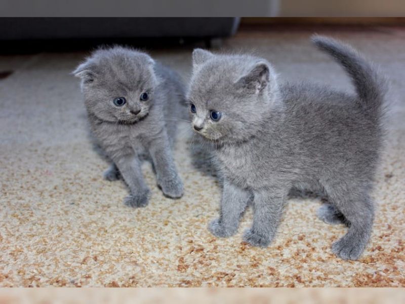 Regalo Cuccioli di Exotic shorthair
