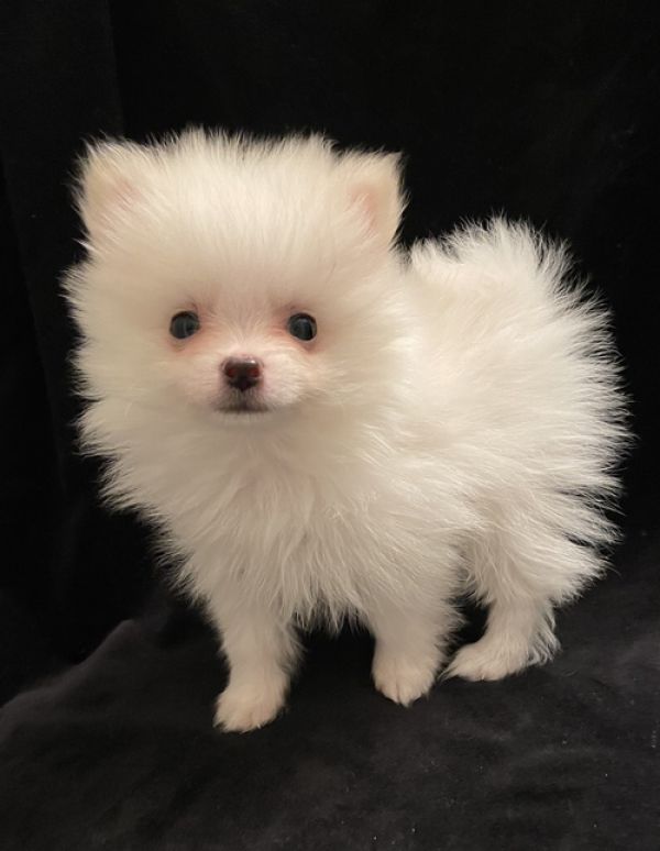 Regalo Bellissimi cuccioli di Pomerania