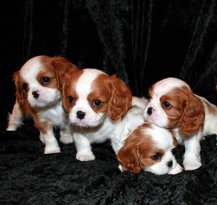 Cavalier king charles spaniel cuccioli