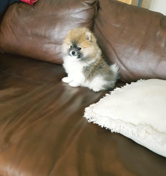  { Regalo Volpino di pomerania (spitz tedesco nano