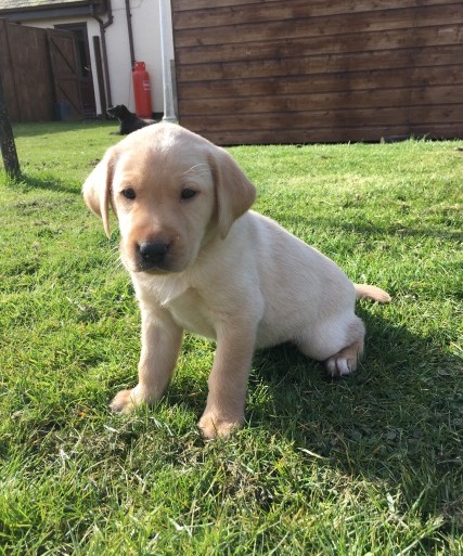 Regalo cuccioli di labrador