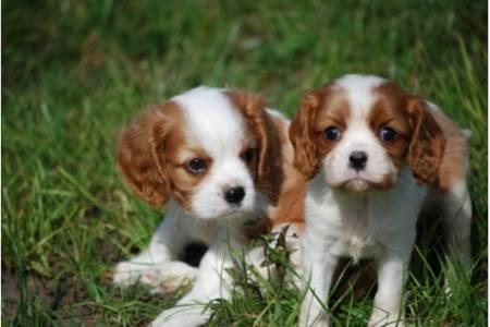  REGALO CAVALIER KING CHARLES SPANIEL,Femminucce e da Maschietti   Disponibili in Allevamento delle 