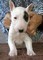 Cuccioli di Bull Terrier Standard