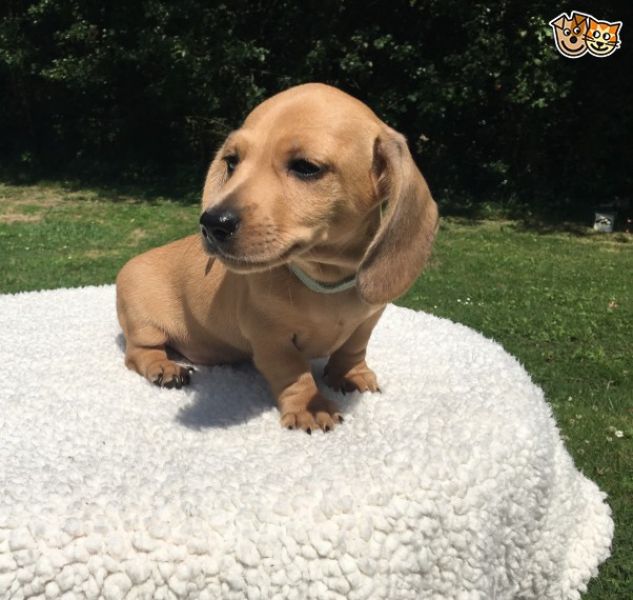  Regalo adorabili cuccioli bassotto