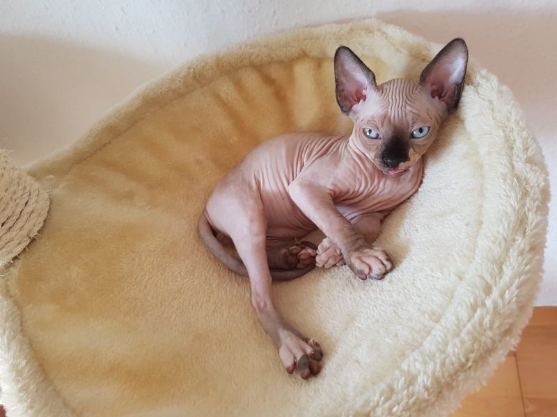  gattini di Sphynx   ( per regalo )