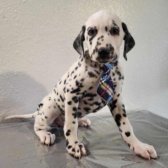 Regarlo Dalmata cuccioli EMAIL (canine.boutique.pro@gmail.com)