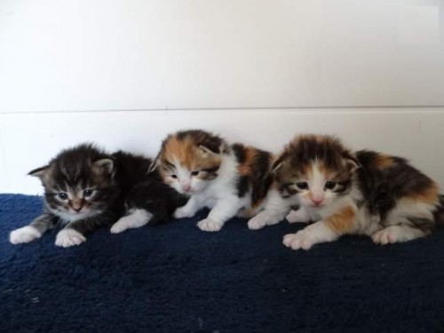 Maine coon gattino disponibile