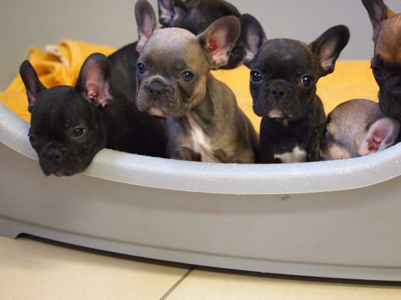 Sani maschio e femmina cuccioli di bulldog francese per adozione 