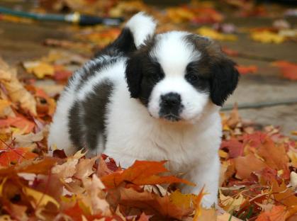  regalo cuccioli di san bernardo disponibili per l'adozione