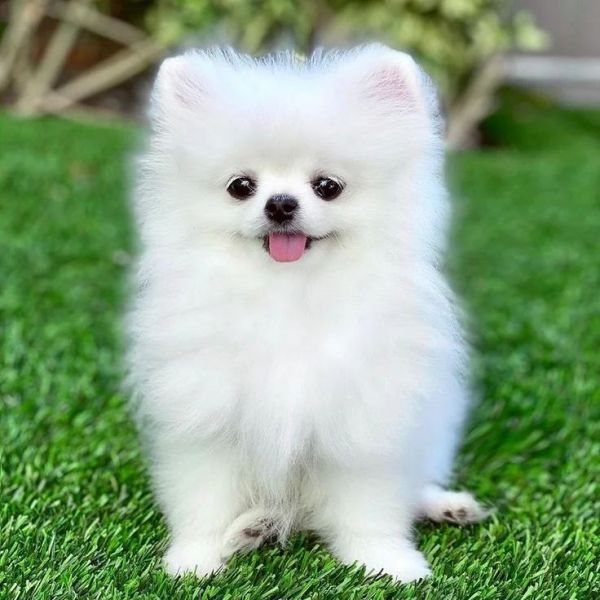 Regalo cuccioli di spitz di pomerania