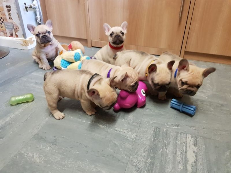 REGALO Cuccioli di Bulldog Francese