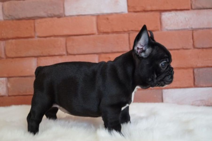 Adorabili cuccioli di Bulldog francese disponibili i