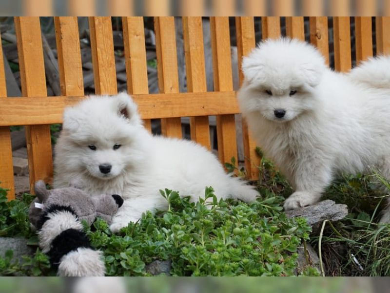  cuccioli di samoiedo per adozione ( regalo )