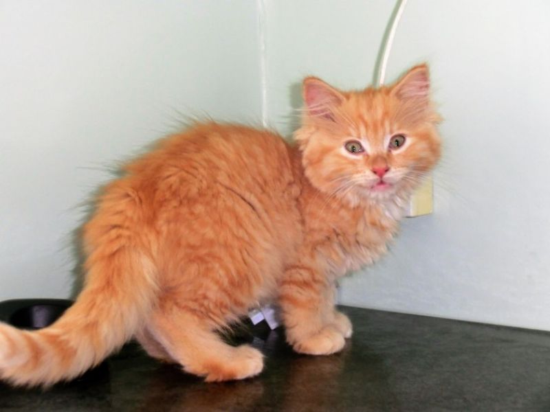 Bellissimi gattini persiani in Regalo