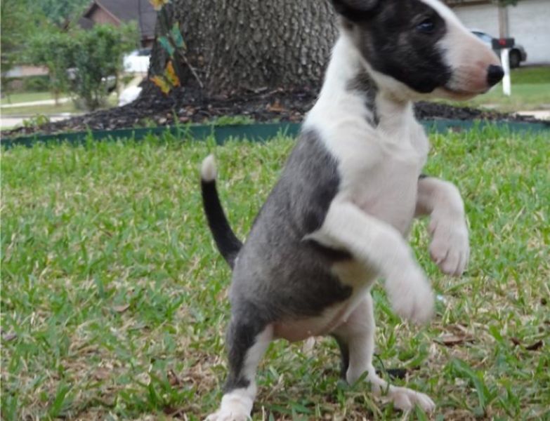  cuccioli di bull terrier  per adozione ( regalo  )