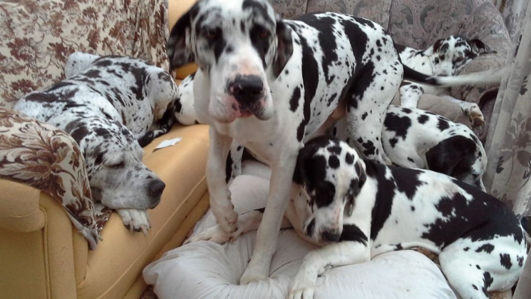 Regalo adorabili cuccioli Alano femminucce e maschietti