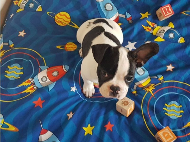 Bellissime Cuccioli di bulldog francese