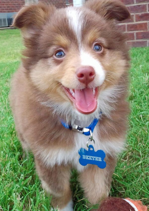 Regalo adorabili cuccioli  pastore australiano  femminucce e maschietti disponibili