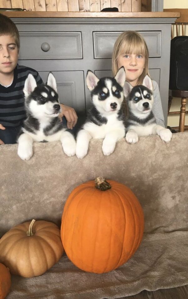 Cuccioli di husky siberiano